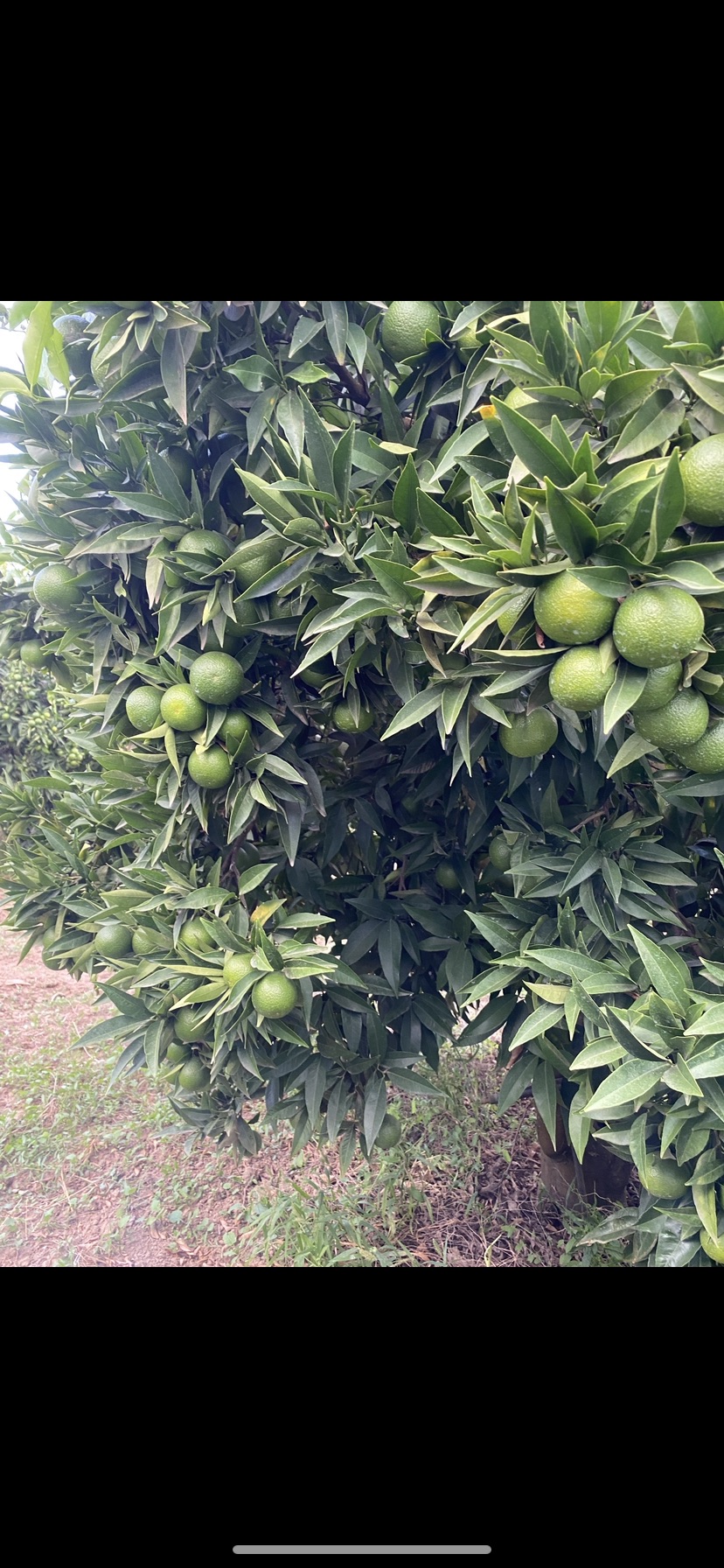 Azienda Agricola CHIODO GIUSEPPE