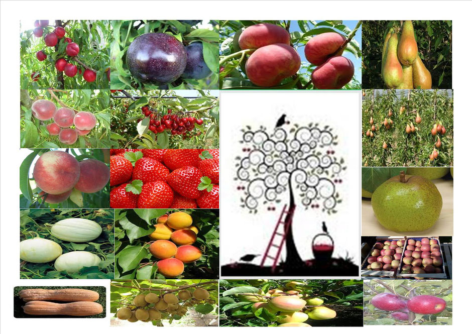DOLCETTI AZIENDA AGRICOLA S.S.