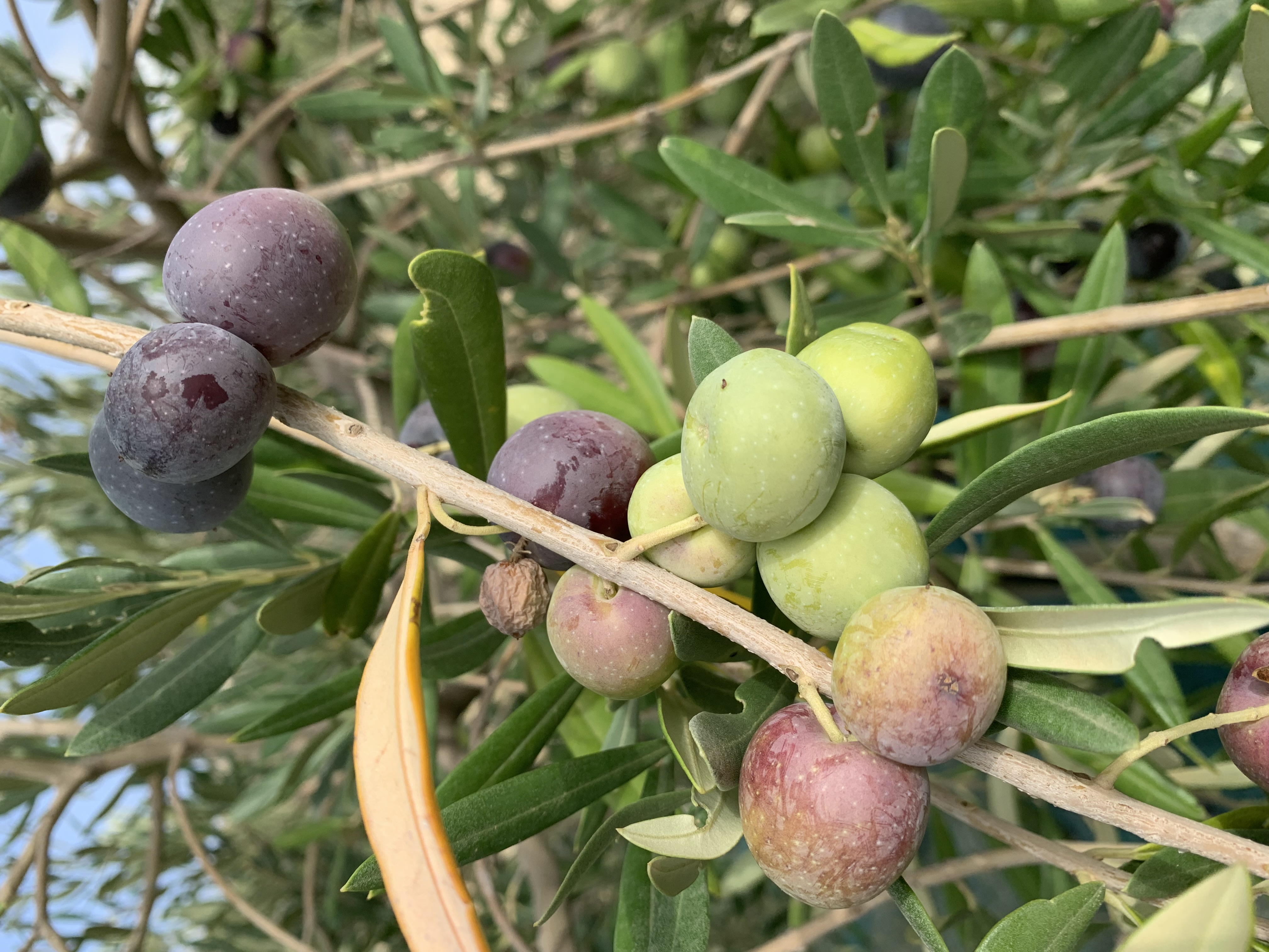 INTERMAGGIO GIUSEPPA