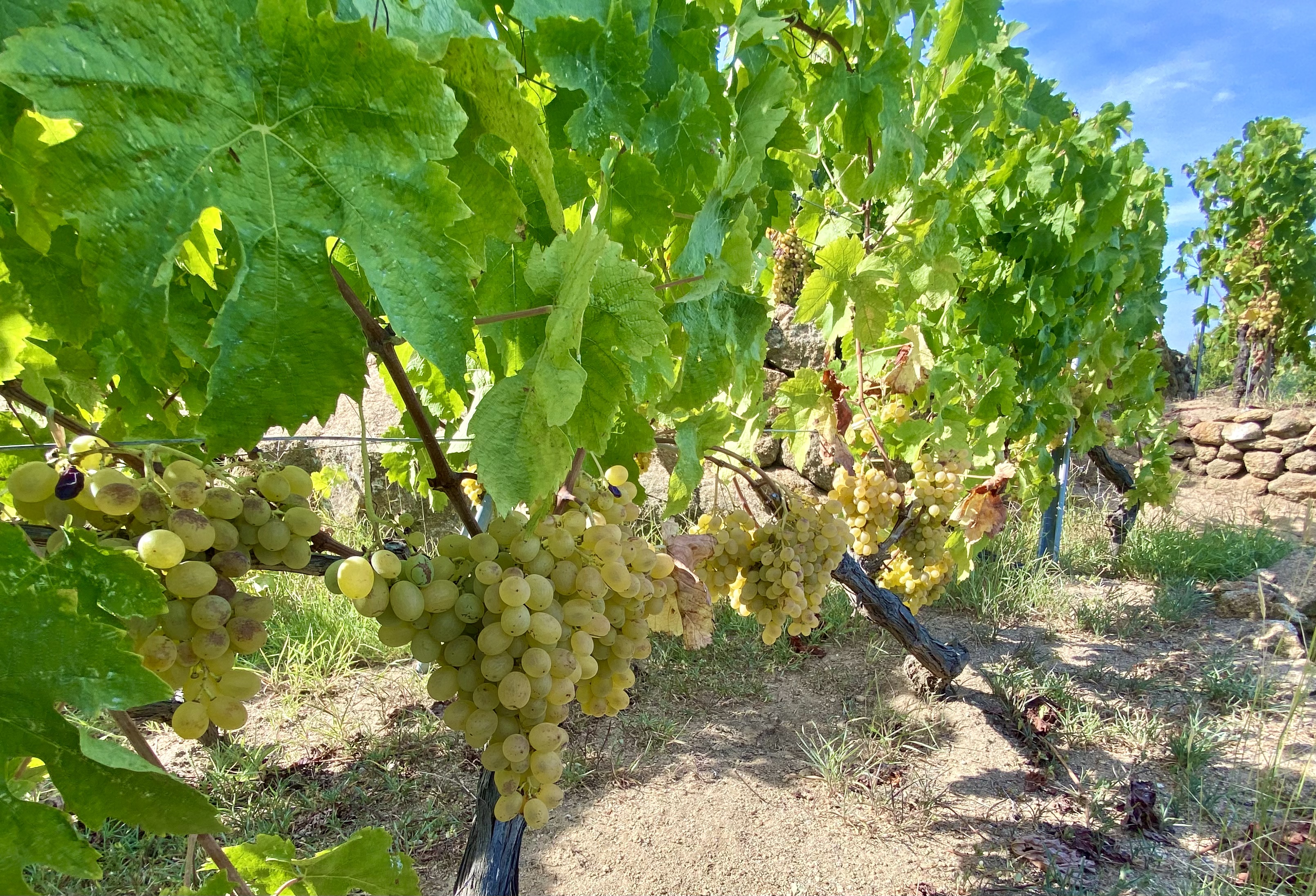 schneider pia katharina