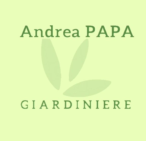 Papa Andrea