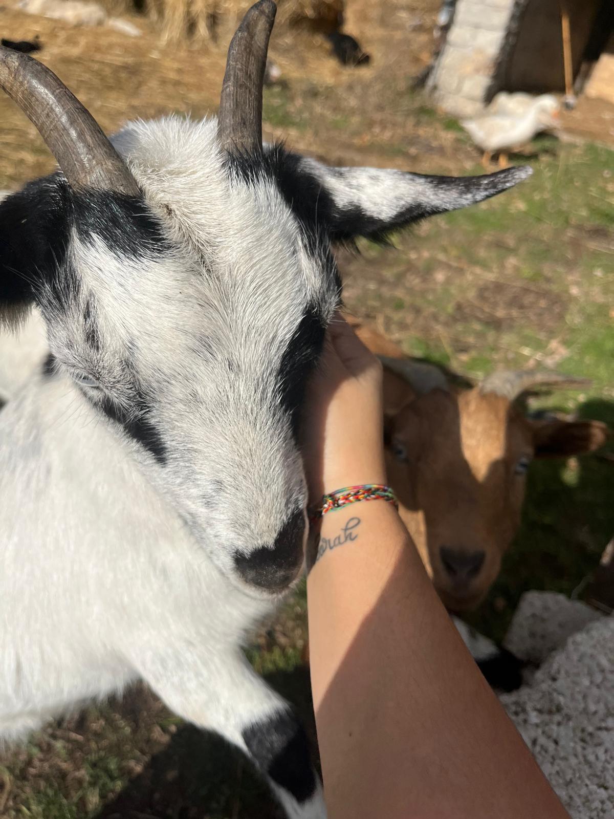 Mangione Katia