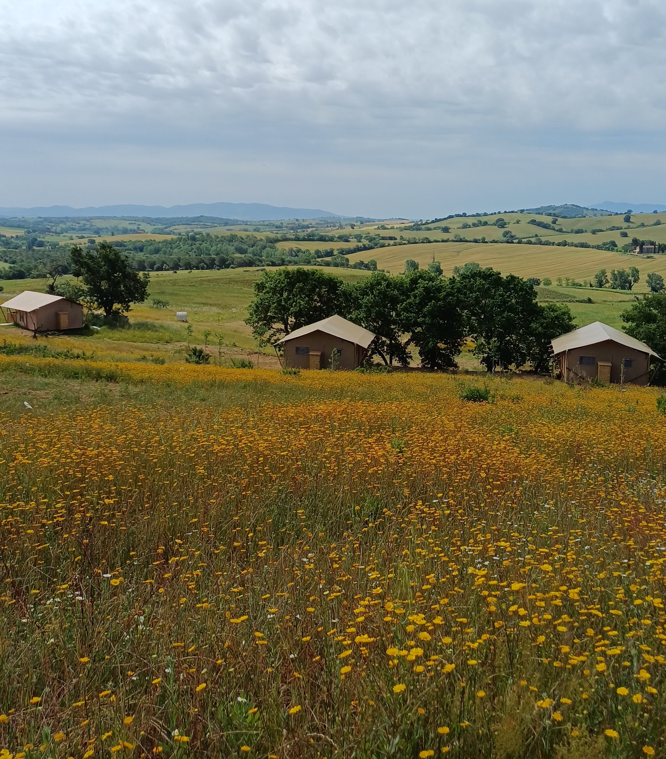 PODERE ANGIOTTO SRL- SOCIETA' AGRICOLA