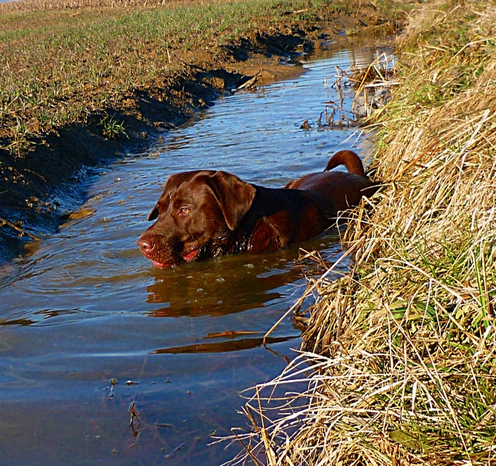 LABRADOR