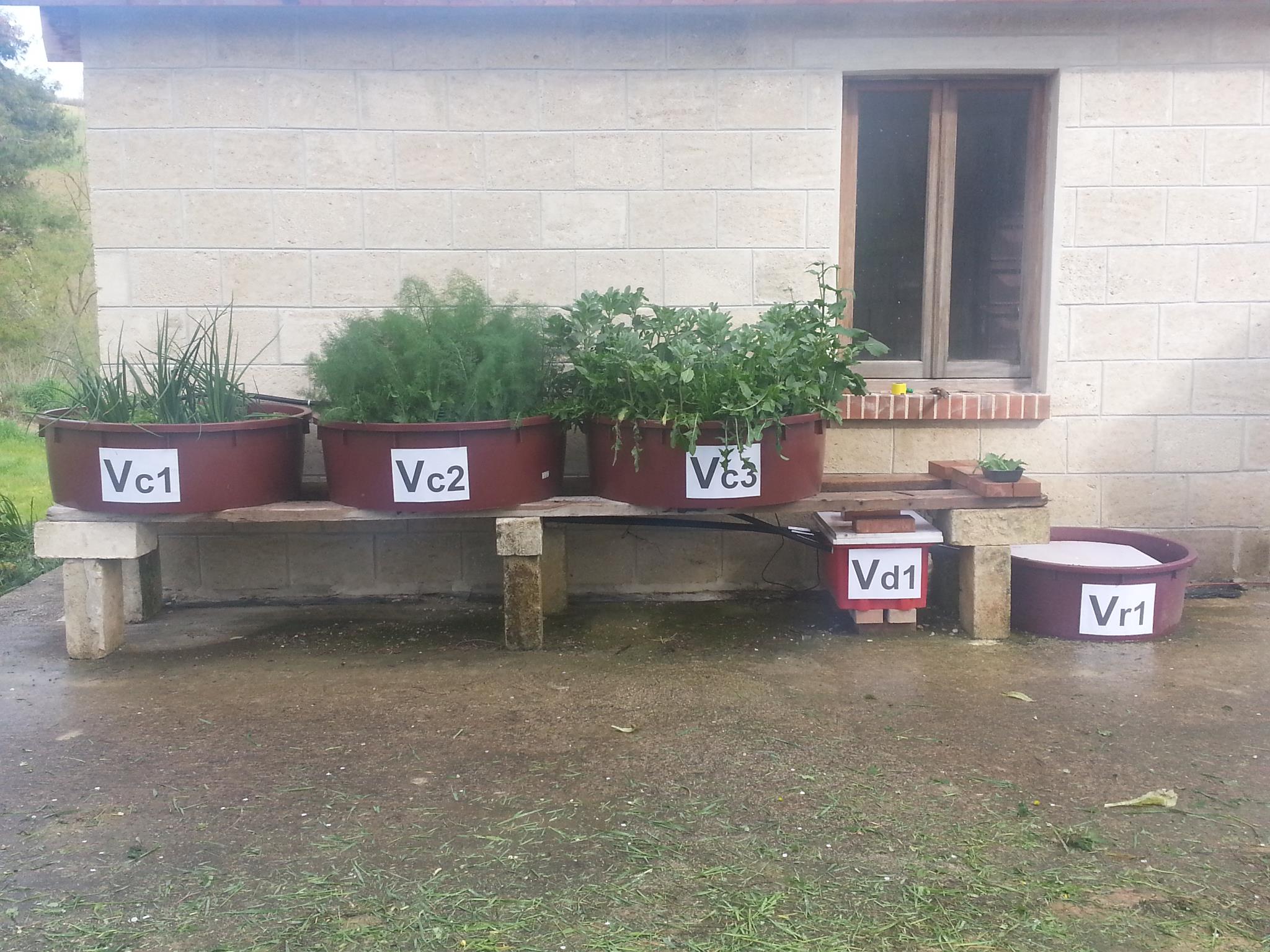 FOOD FOREST garden