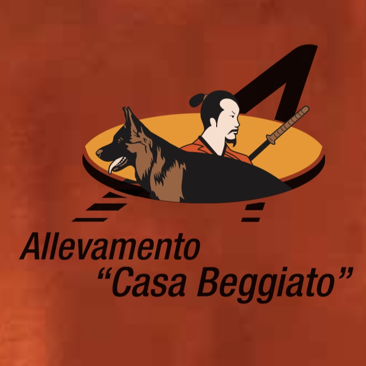 Allevamento Del Pastore Tedesco Di Casa Beggiato Di Beggiato Stefano Ferdinando