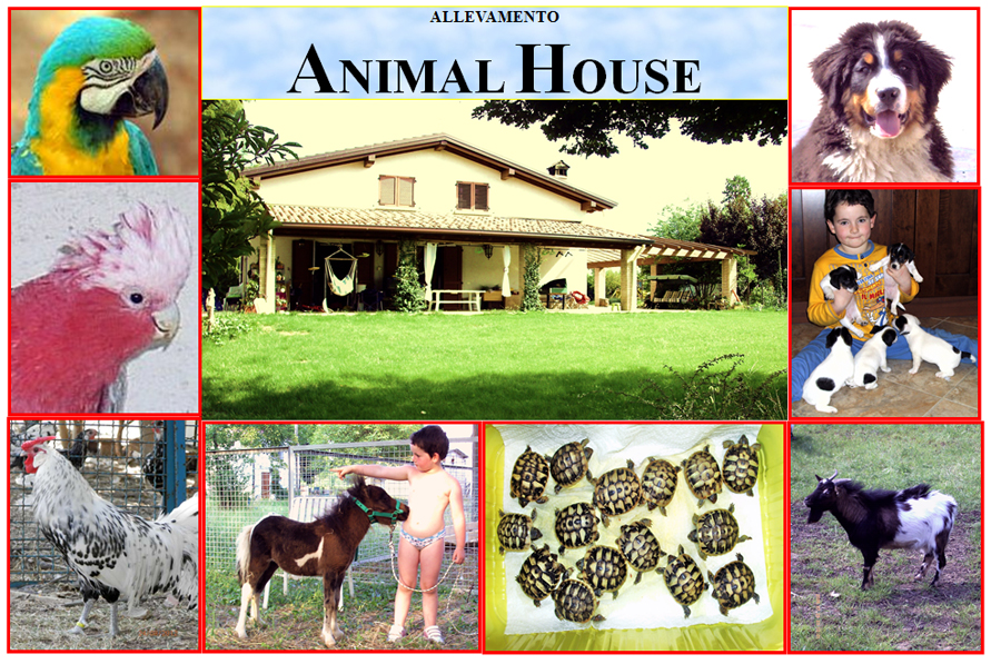 Animal House Di Bonacini Marco